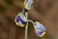 Hebecarpa barbeyana