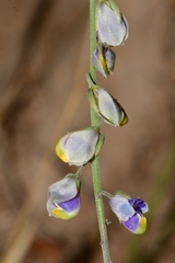 Hebecarpa barbeyana