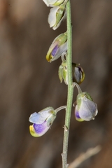 Hebecarpa barbeyana