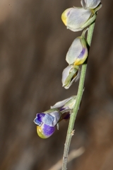 Hebecarpa barbeyana