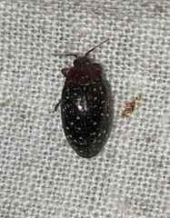 Chelonarium lecontei