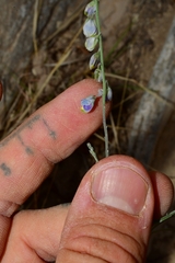 Hebecarpa barbeyana