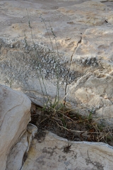 Hebecarpa barbeyana