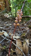 Pyrola aphylla