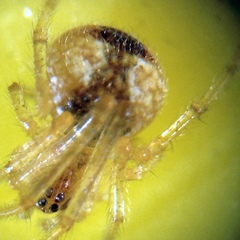 Theridion flavonotatum