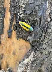 Buprestis viridisuturalis