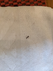 Araneae