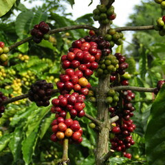 Coffea canephora