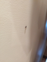 Araneae