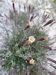 Silene cretacea