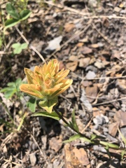 Castilleja unalaschcensis