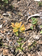 Castilleja unalaschcensis