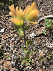 Castilleja unalaschcensis