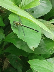 Leptogomphus sauteri formosanus