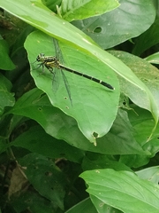Leptogomphus sauteri formosanus