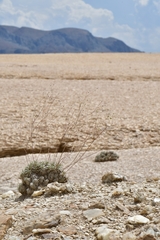 Eriogonum havardii