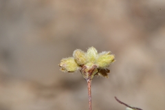 Eriogonum havardii