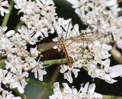 Nephrotoma flavescens