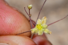 Eriogonum havardii