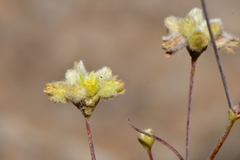 Eriogonum havardii