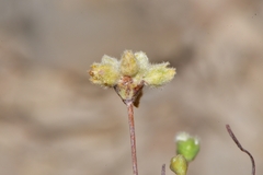 Eriogonum havardii