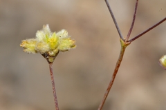 Eriogonum havardii