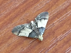 Pyralis pictalis