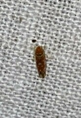 Erythroneura rubra