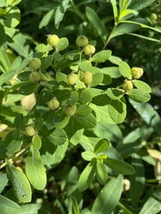Euphorbia austriaca