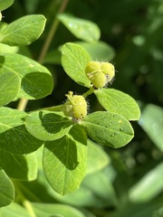 Euphorbia austriaca