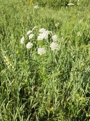 Chaerophyllum prescottii