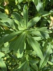 Euphorbia austriaca