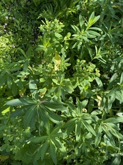 Euphorbia austriaca