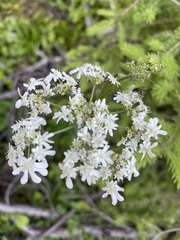 Heracleum austriacum