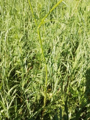 Chaerophyllum prescottii