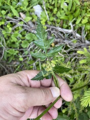 Heracleum austriacum