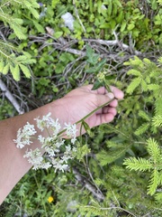 Heracleum austriacum