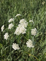 Chaerophyllum prescottii