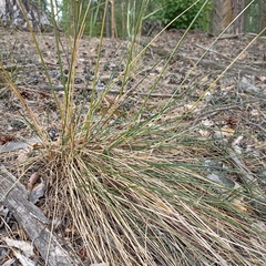 Festuca beckeri