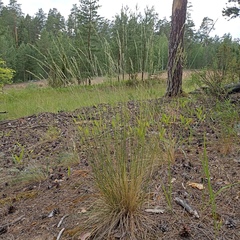 Festuca beckeri
