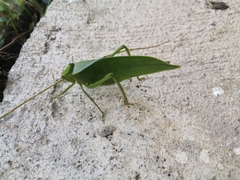 Stilpnochlora incisa