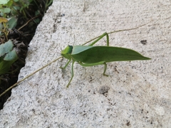 Stilpnochlora incisa