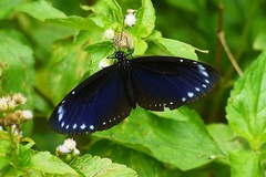 Euploea tulliolus koxinga