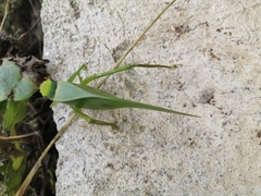 Stilpnochlora incisa