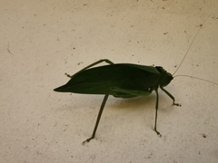 Stilpnochlora incisa