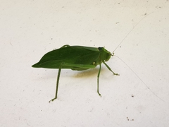 Stilpnochlora incisa