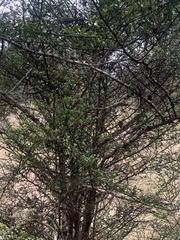 Everistia vacciniifolia vacciniifolia