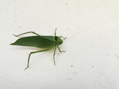 Stilpnochlora incisa