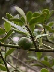 Everistia vacciniifolia vacciniifolia