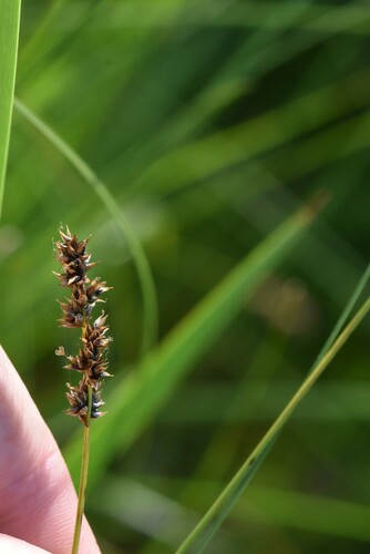 Carex diandra iNat (3)